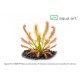 Drosera capensis (Kapinė saulašarė) 